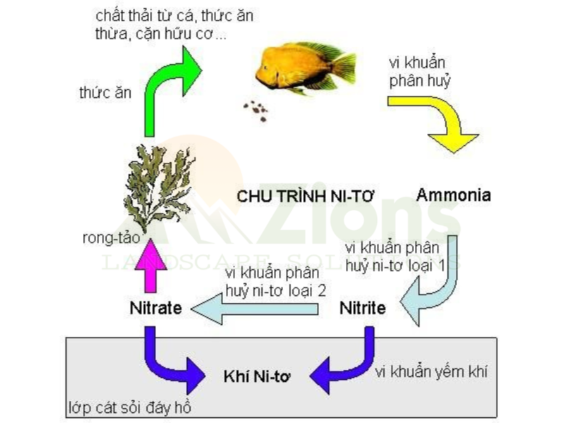 Tiêu chuẩn Amoniac, Nitrite, Nitrates - Độc tố Potent cho cá Koi